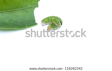 Green Caterpillar on Lemon Leaf White Background isolated