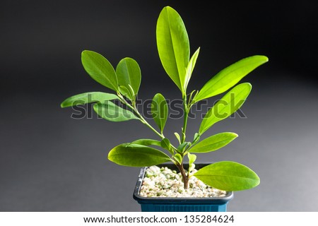 Coca plant, Erythroxylum coca, growing in a tub showing a closeup of the leaves from which cocaine is derived and which are chewed dried as a stimulant