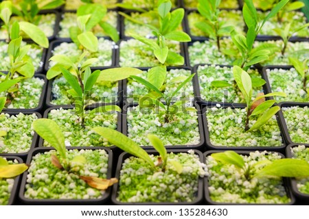 Cultivating the coca plant, Erythroxylum coca, from which cocaine is derived, in small plastic pots for domestic use as a houseplant and whose leaves are chewed dried as a stimulant