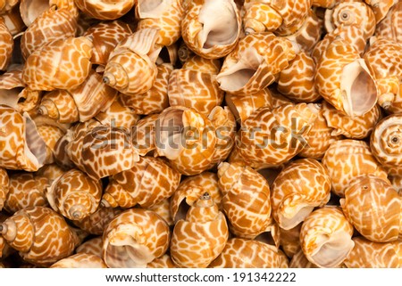 Bunch of see shells