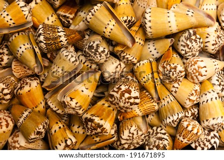 Bunch of see shells