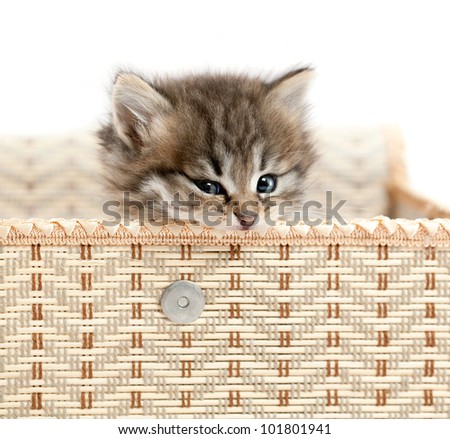 Kitten in a gift box. It is isolated on a white background