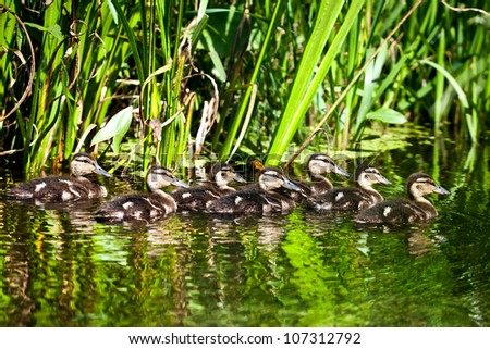 A flock of wild ducks swimming in a pond