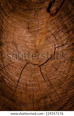 background of tree rings