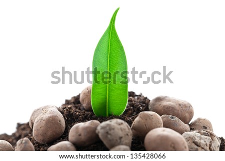 The young plant grows from a fertile soil is isolated on a white background
