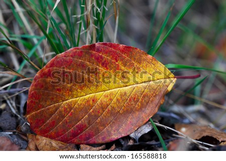 Fallen tree leaf lying on the grass