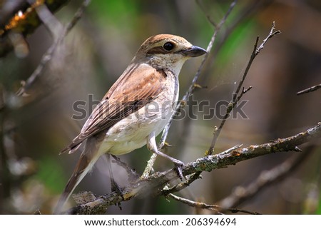 Red-backed shrike in the foliage of a tree. Female.