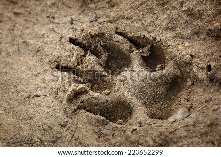 Animal traces on the earth