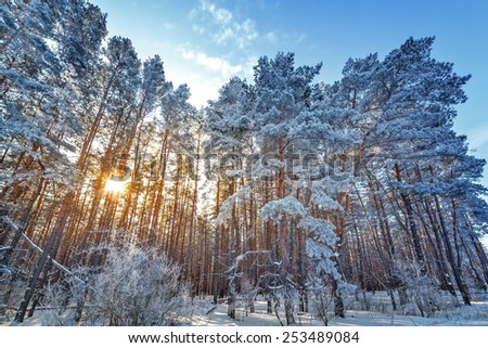 Bright sun in the winter forest with trees covered with hoarfrost.