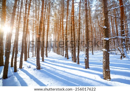Bright sun in the winter forest with trees covered with hoarfrost.