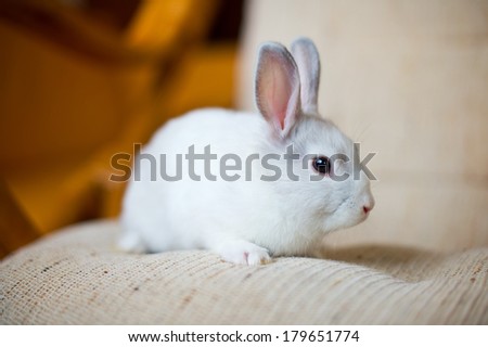 Portrait of adorable white bunny rabbit sitting on beautiful armchair, preparing to celebrate easter