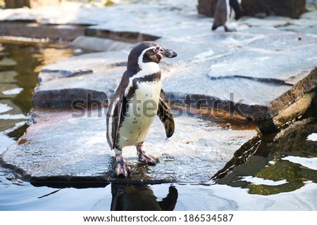 Penguins in zoological garden on rocks near lake