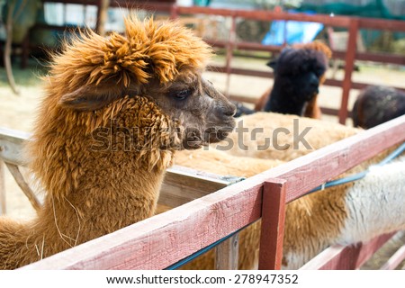 beautiful and furry brown and white alpacas on pet farm