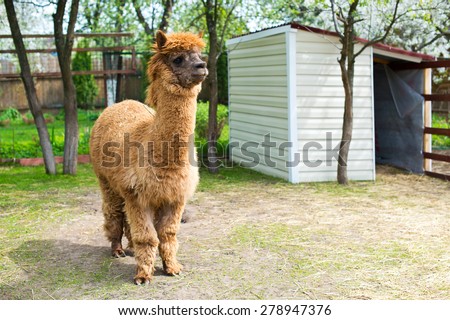 beautiful and furry brown and white alpacas on pet farm