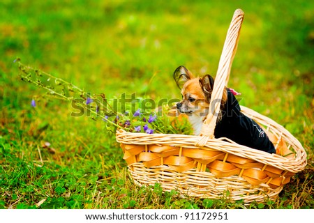 Funny small dog chihuahua in costume sitting in basket on green