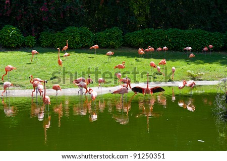 Flamingo walking along beautiful shore and dancing