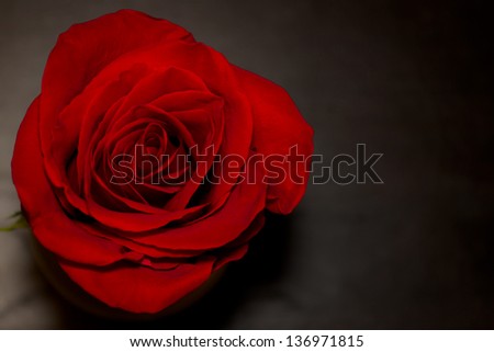 Single red rose on a dark wooden table from top view.