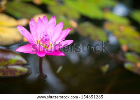 A pink lotus flower on pond topped with floating lily pads