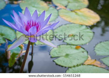 A purple lotus flower on pond topped with floating lily pads