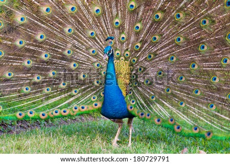 A male peacock spreads its plumage to attract females in its vicinity