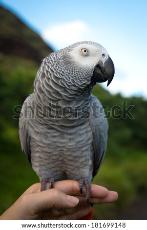 African Grey (Gray) Parrot bird perched outdoors on a human hand