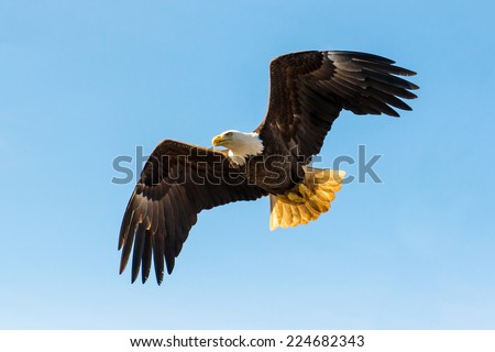 North American Bald Eagle in mid flight, hunting for food along river waters and wilderness trees