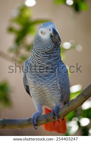 African Grey (Gray) Parrot perched on tree branch