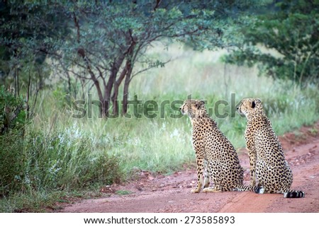 Two male cheetahs sit in the middle of dirt road looking into the tall grass on the savannah