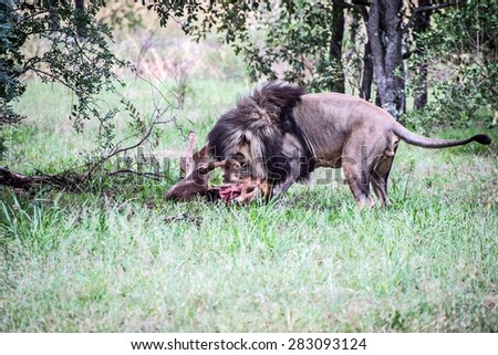 Male lion and its fresh kill, deer