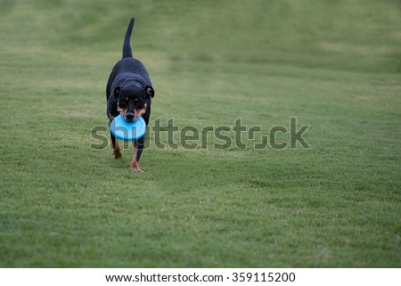 Black dog playing with blue frisbee disc