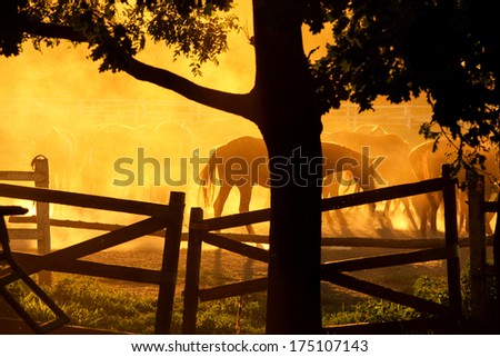 Beautiful horses ranch with sunset