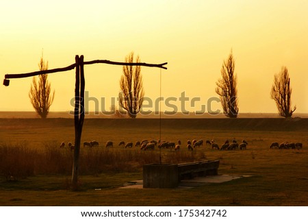 Sheep in the ranch at Sundown, Sheep sunset in Europe