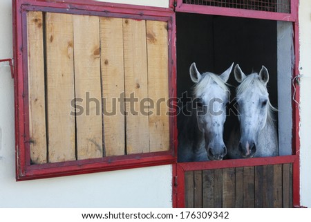 Two white horses in their stable