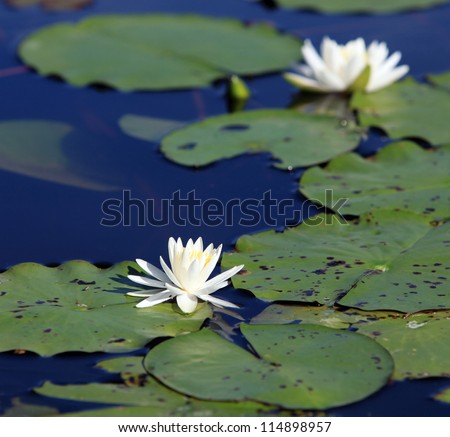 summer lake with water-lily flowers on blue water