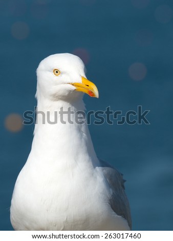 Seagull bird looking for food, blue sea background.
