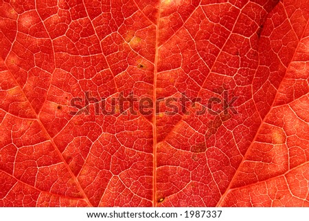 Close up of a brightly colored red ivy leaf