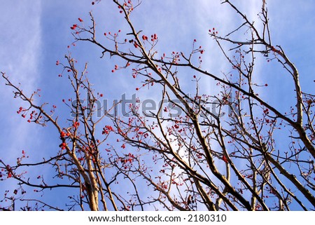 Autumn/Winter trees with no leaves and red berries
