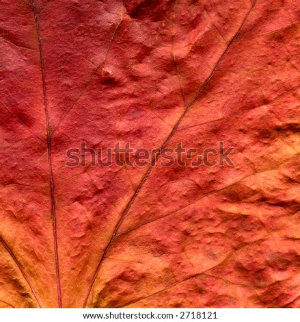 An old preserved red ivy leaf close up background.