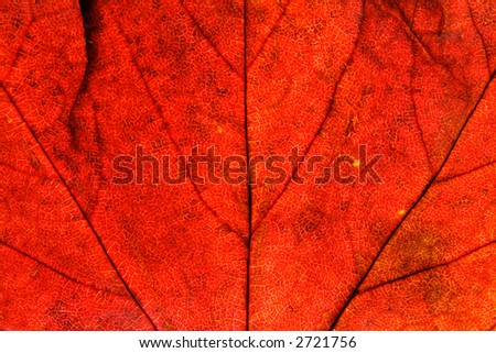 Vivid red ivy leaf close up background.