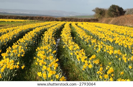 Daffodils Cornwall