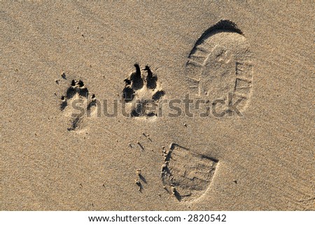 A foot print and dog paw prints in the sand on a beach.
