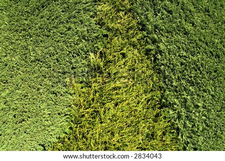 Neatly trimmed hedge with varying shades of green.