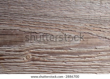 Wood rings close up background.