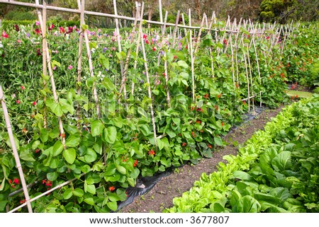 Vegetable Gardening on Vegetable Garden  Stock Photo 3677807   Shutterstock