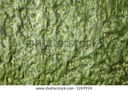 Natural dark green seaweed background texture.