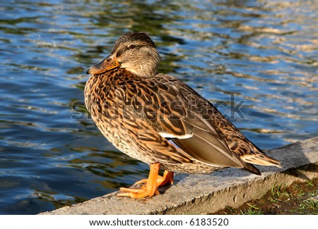 Duck out of water.  Colourful female mallard duck (Anas platyrhynchos).
