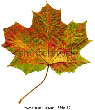 Isolated fall maple leaf.