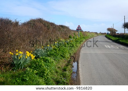 Daffodils Cornwall