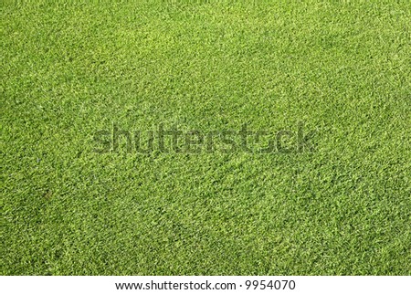 Close up of neat cut grass on a bowling green.