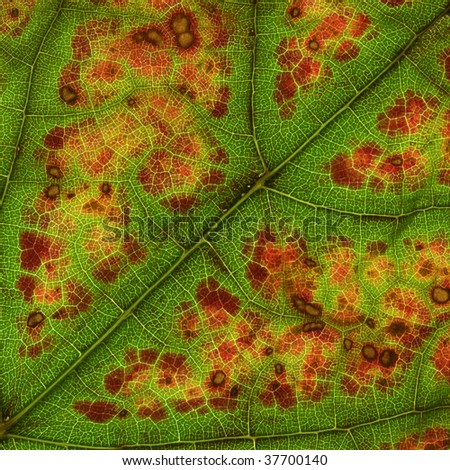Close up of a vine leaf changing color.